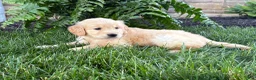 Golden Retriever dogs for sale: Max - Ad 6