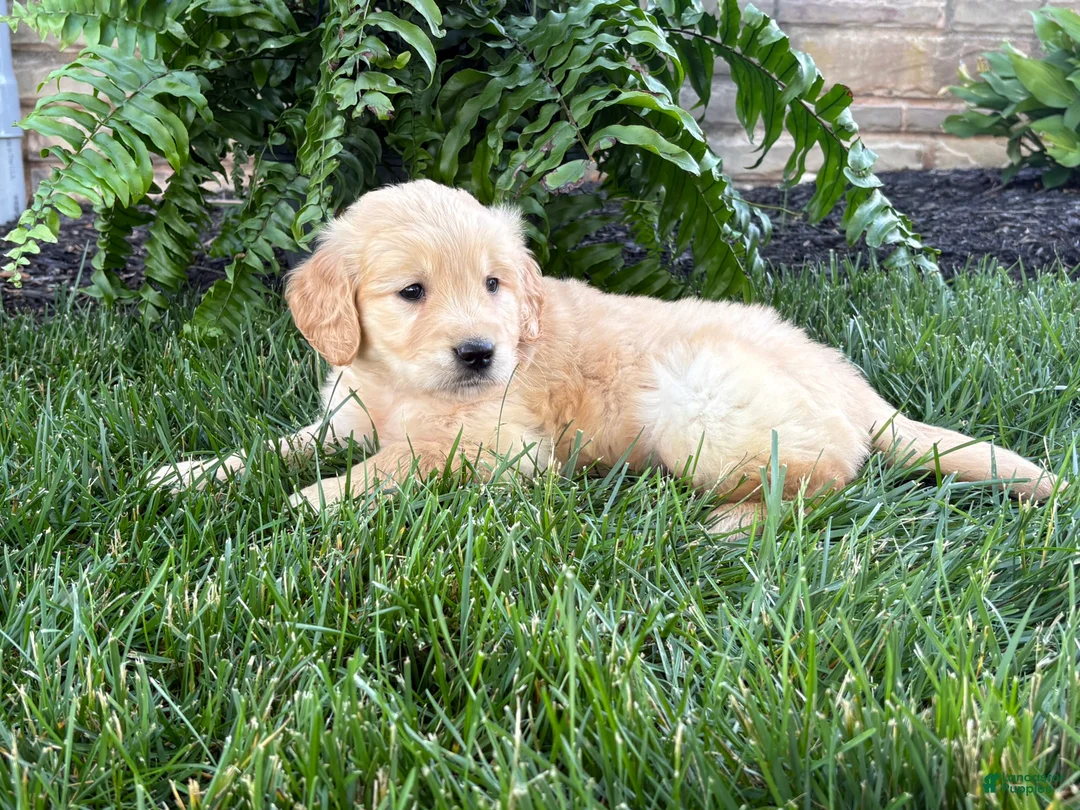 Golden Retriever dogs for sale: Max - Ad 6