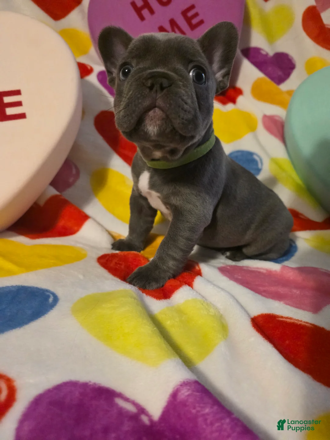French Bulldog dogs for sale: French Bulldog Puppy 1 - Ad 1