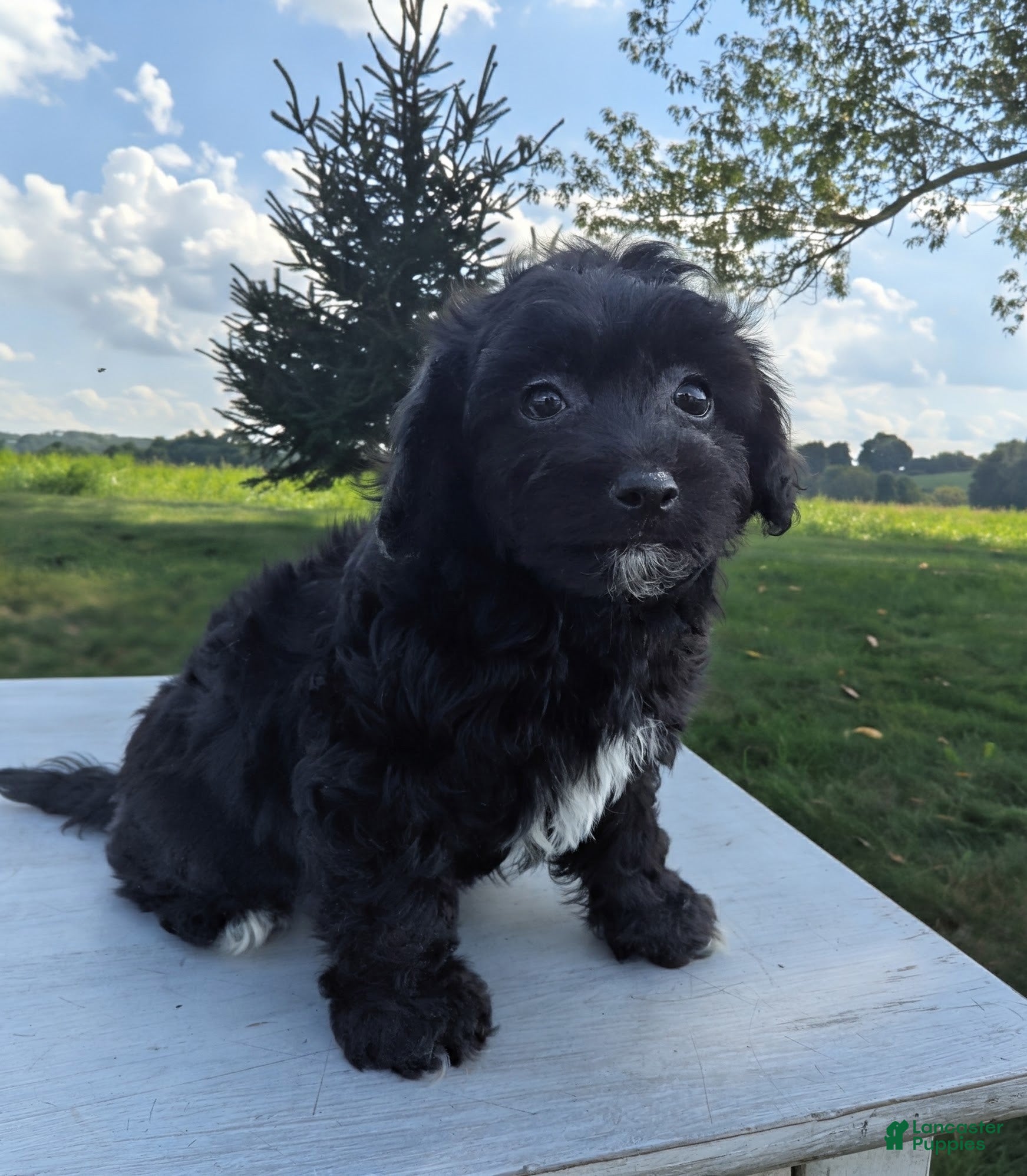 Chipoo dogs Ellie - Ad 1