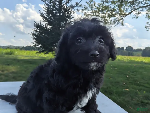 Chipoo dogs for sale: Ellie - Ad 1