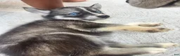 Siberian Husky dogs for sale: Siberian Husky 7 - Ad 4