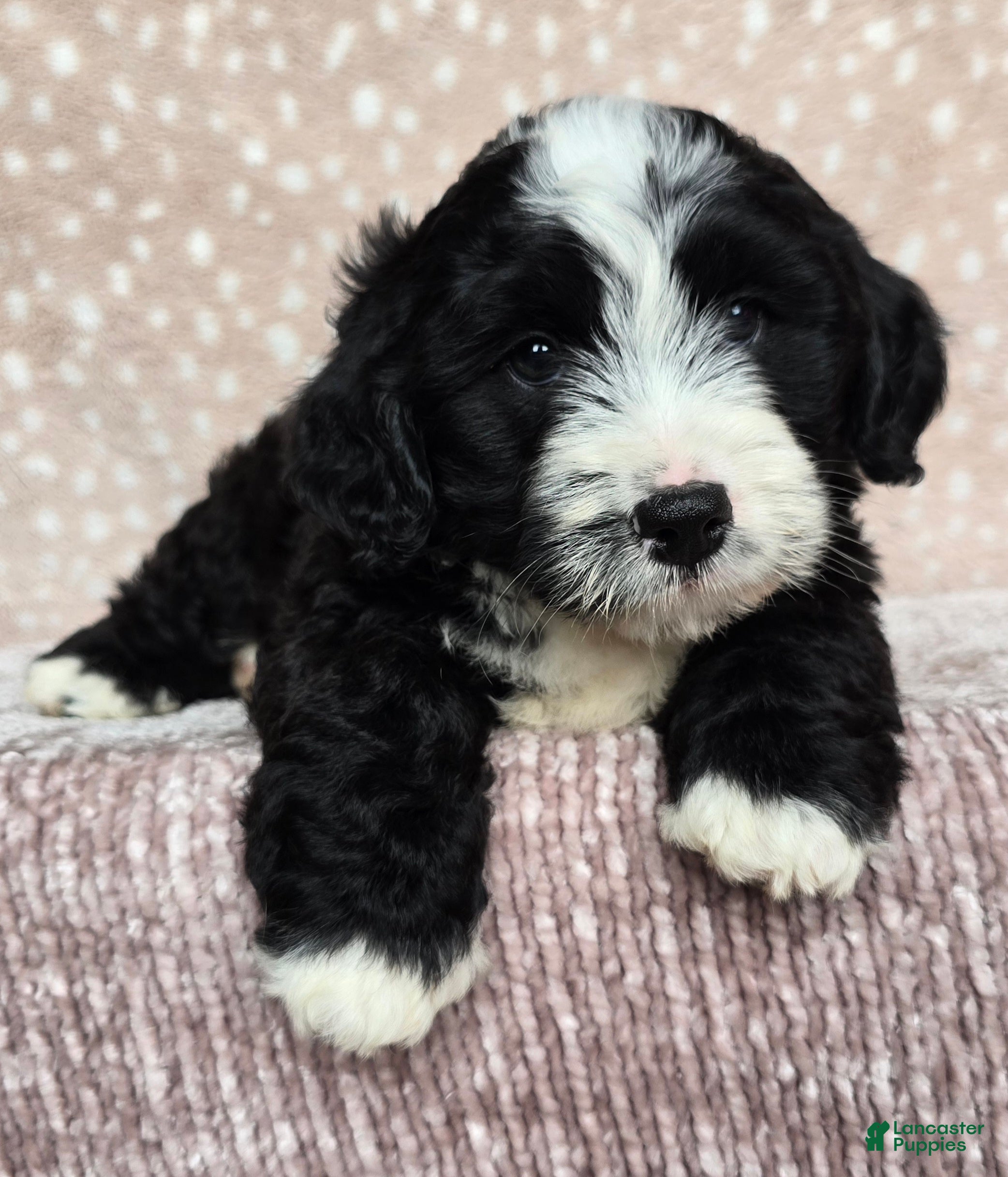 Mini Bernedoodle dogs Mini Boots - Ad 1
