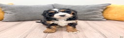 Mini Bernedoodle dogs for sale: Layla - Ad 8