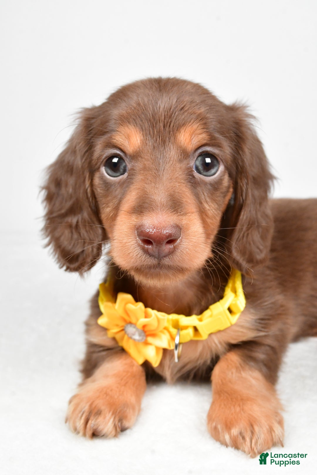 Miniature Dachshund dogs for sale: Amber - Ad 4