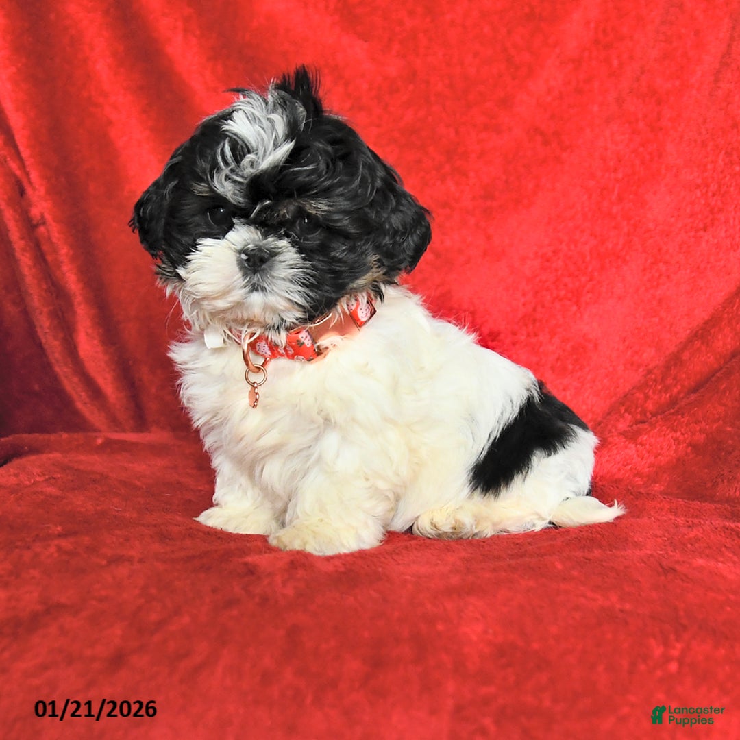 Lhasa Apso dogs for sale: Benny - Ad 1