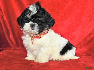 Lhasa Apso dogs Benny - Ad 2