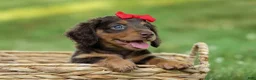 Miniature Dachshund dogs for sale: MURPHY - Ad 4