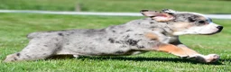 Beabull dogs for sale: Bo - Ad 6
