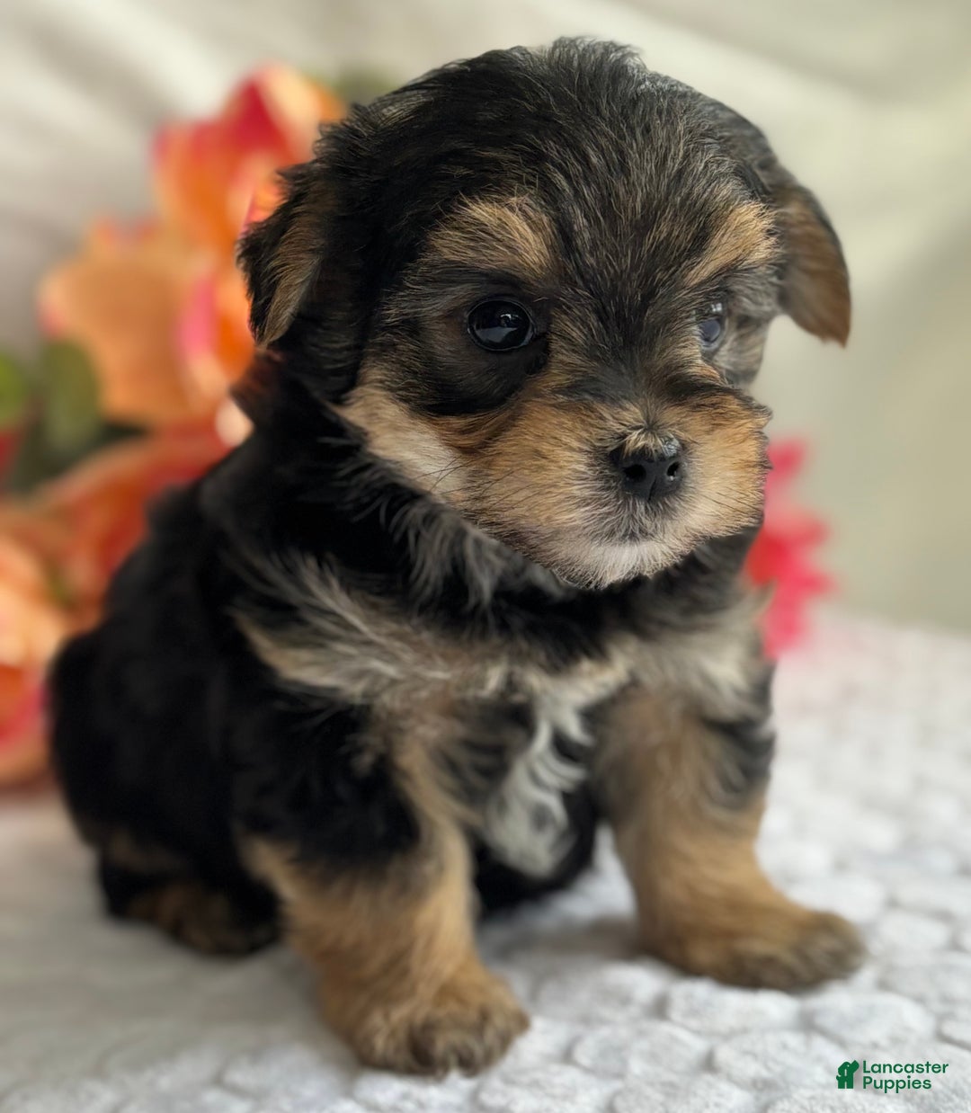 Morkie dogs for sale: Nicky - Ad 6