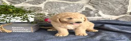 Goldendoodle dogs for sale: Nelson - Ad 11