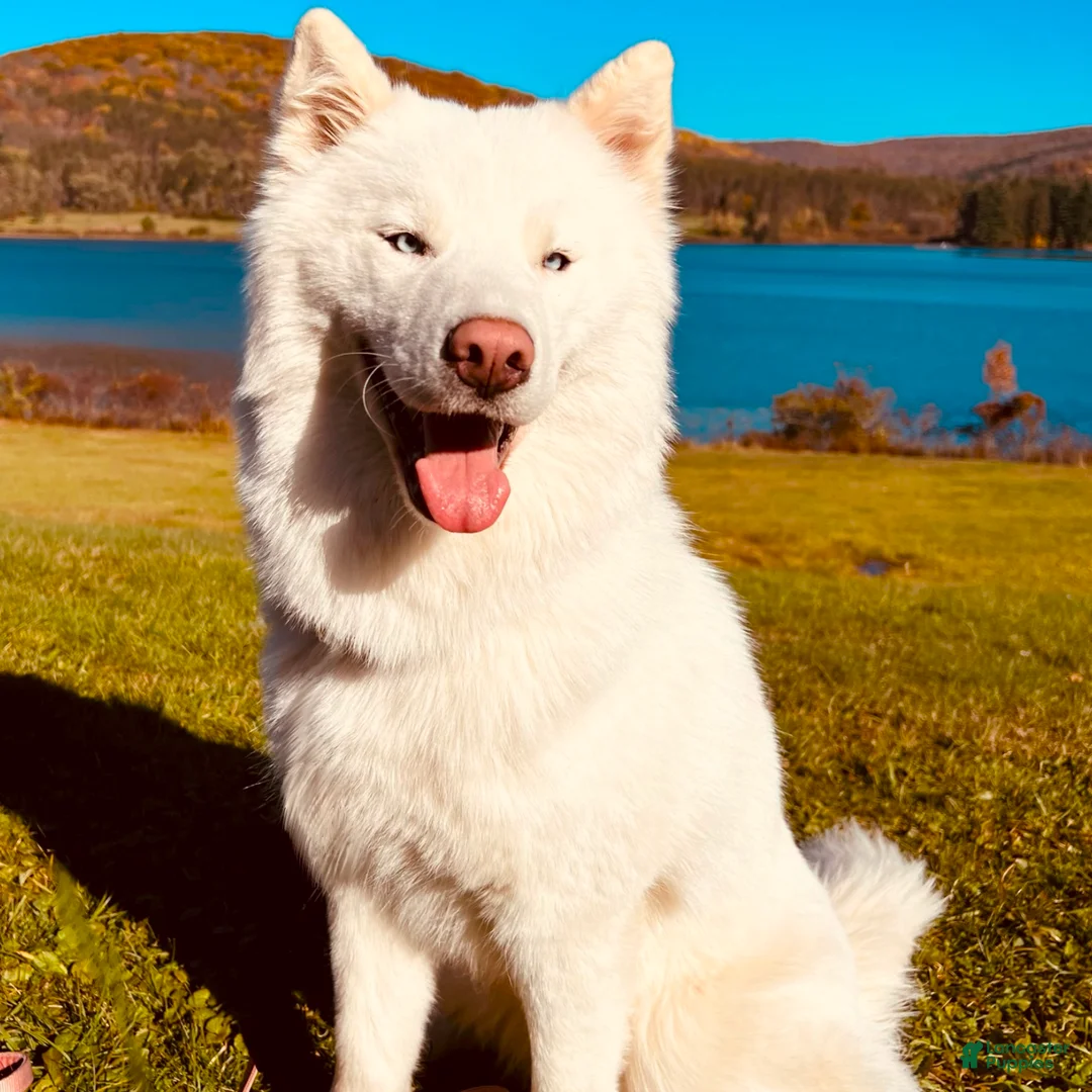 Siberian Husky dogs for sale: Yoshi - Ad 2