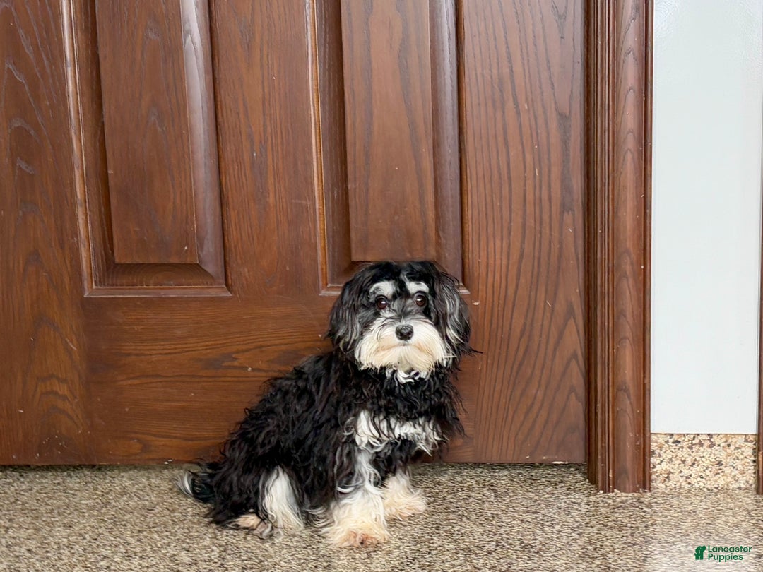 Mixed Breed dogs for sale: Hannah - Ad 4