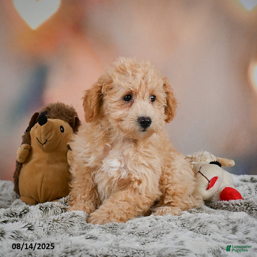 Bichpoo dogs for sale: Jenny - Ad 7