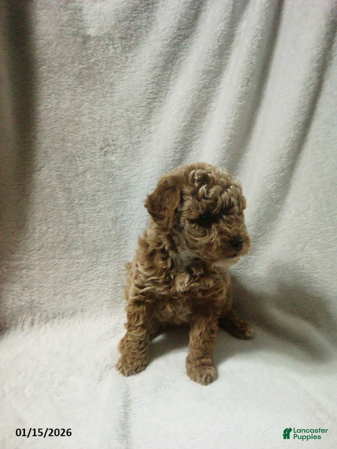 Toy Poodle dogs for sale: Elmo - Ad 2