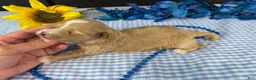 Havapoo dogs for sale: Havapoo 2 - Ad 4