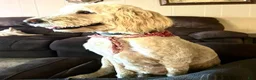 Goldendoodle dogs for sale: Bullet - ready for delivery - Ad 6