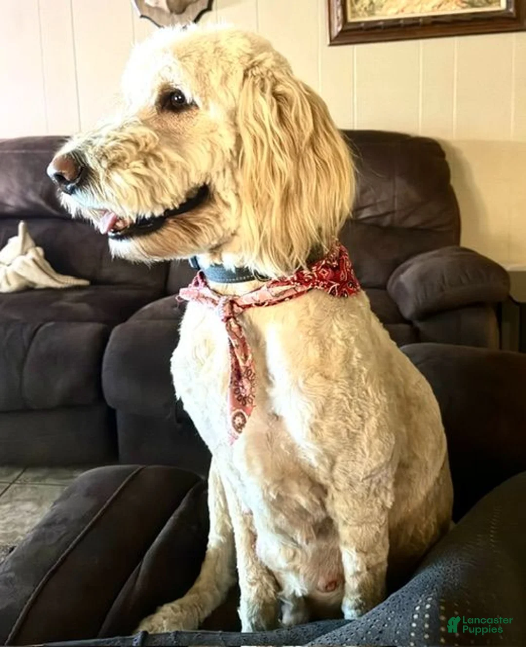 Goldendoodle dogs for sale: Bullet - ready for delivery - Ad 6