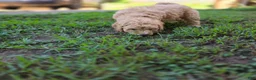 Goldendoodle dogs for sale: Mini Goldendoodle Male  - Ad 5