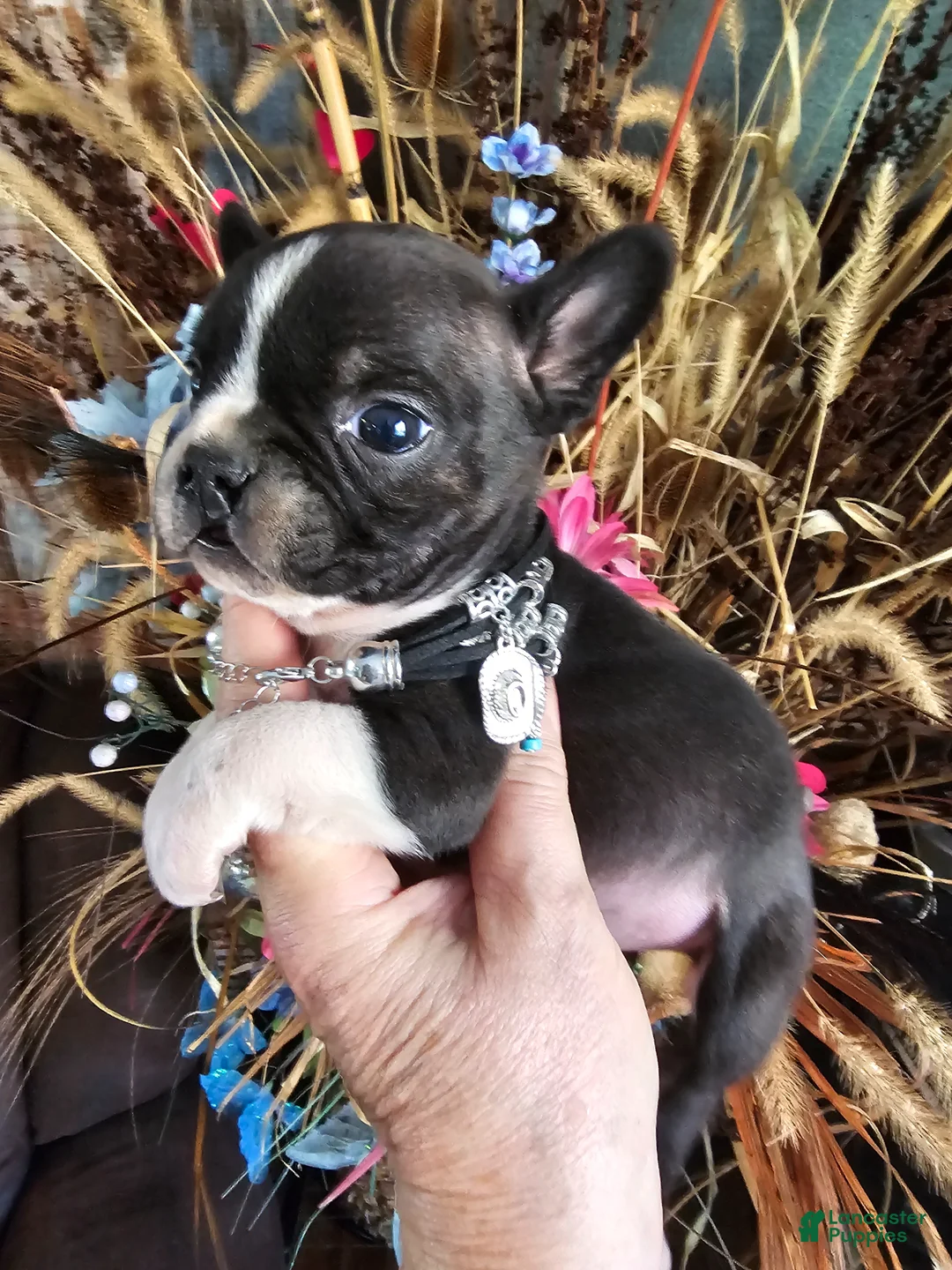 Mixed Breed dogs for sale: Zeus Frenchie wawa - Ad 1