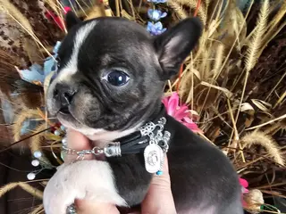 Mixed Breed dogs for sale: Zeus Frenchie wawa - Ad 3