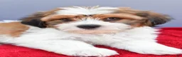 Teddy Bear dogs for sale: Tony - Ad 9