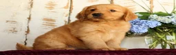 Golden Retriever dogs for sale: Sasha - Ad 6
