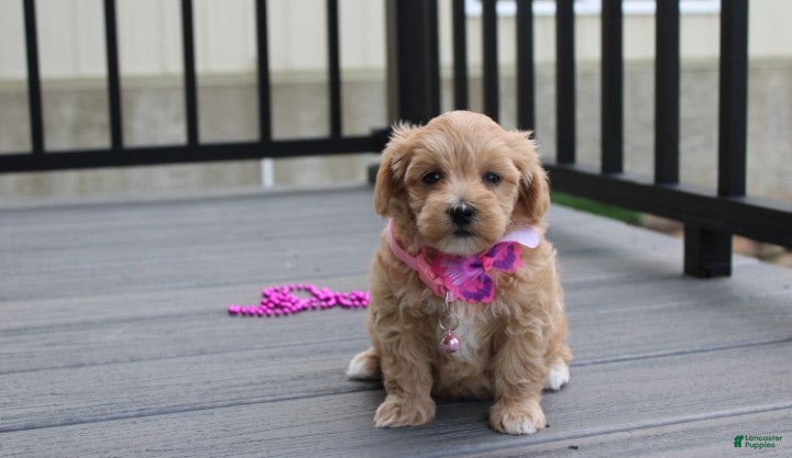 Maltipoo dogs Blair  - Ad 2