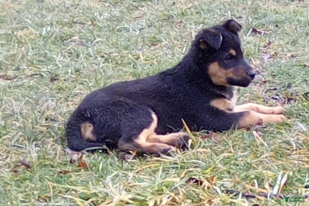 Mixed Breed dogs Forest - Ad 1