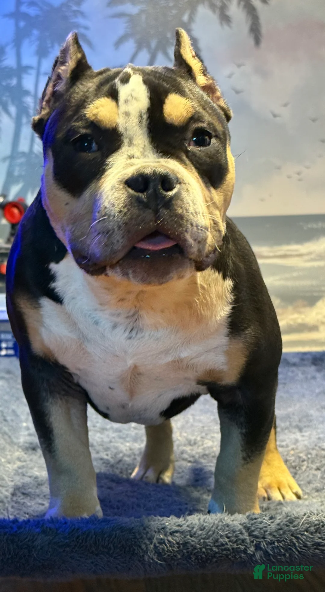 American Bully dogs for sale: American Bully Puppy 1 - Ad 3