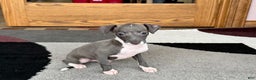 Italian Greyhound dogs for sale: Lila - Ad 6