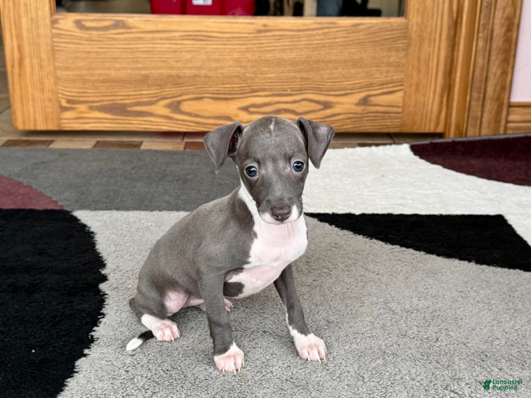 Italian Greyhound dogs for sale: Lila - Ad 6