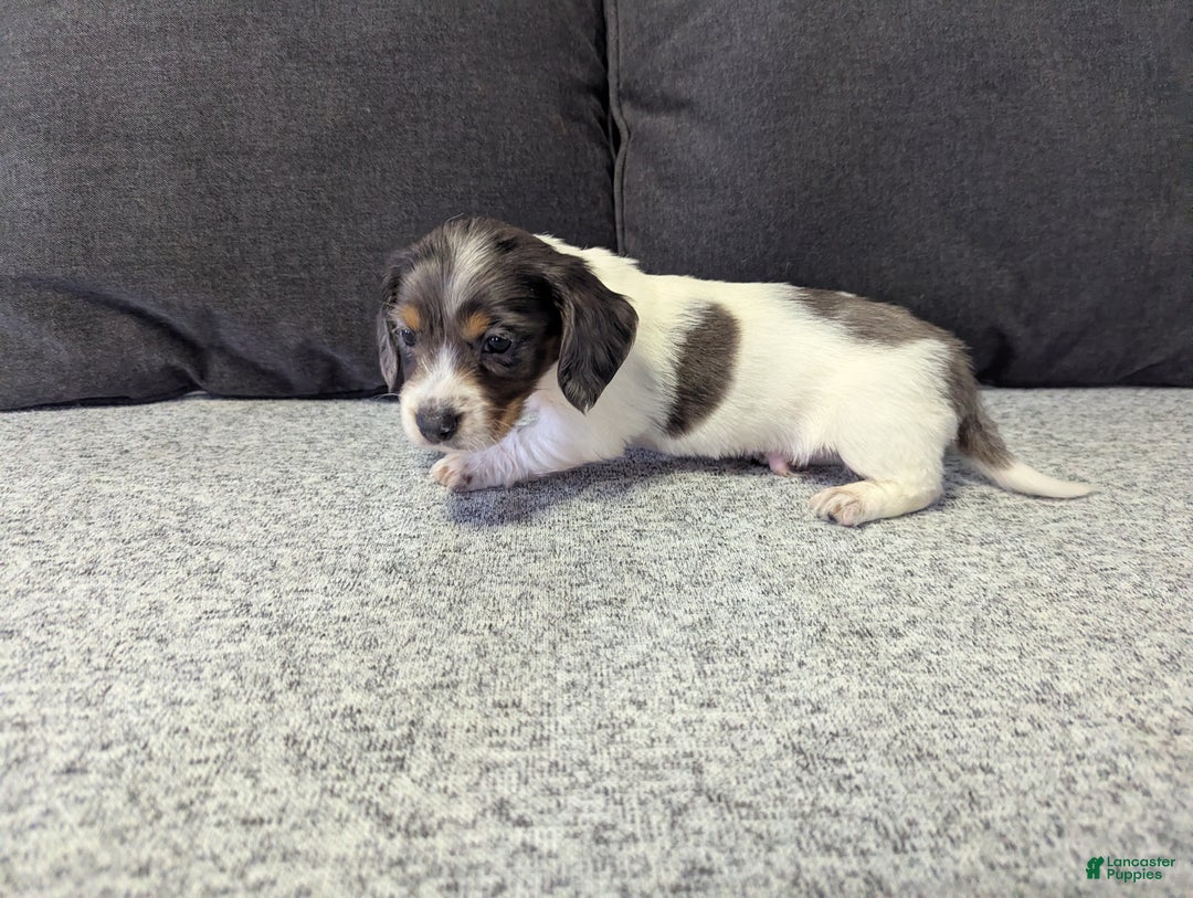 Miniature Dachshund dogs for sale: Astro - Ad 2