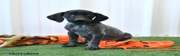 German Shorthaired Pointer dogs for sale: Lisa - Ad 1