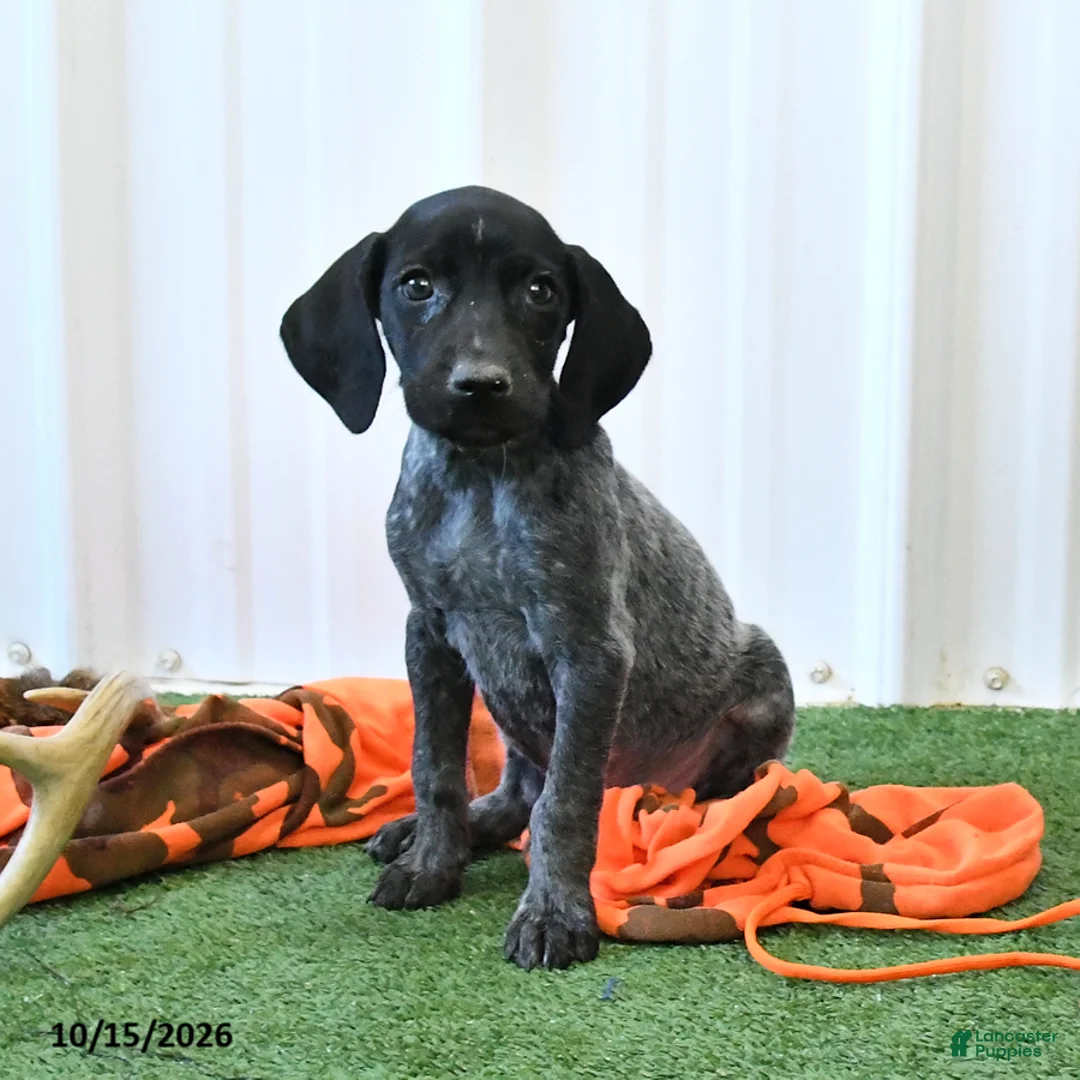 German Shorthaired Pointer dogs for sale: Lisa - Ad 1