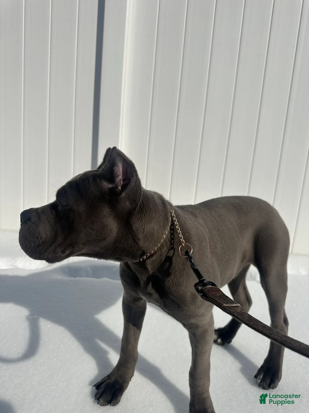 Cane Corso dogs for sale: Bleu - Ad 3