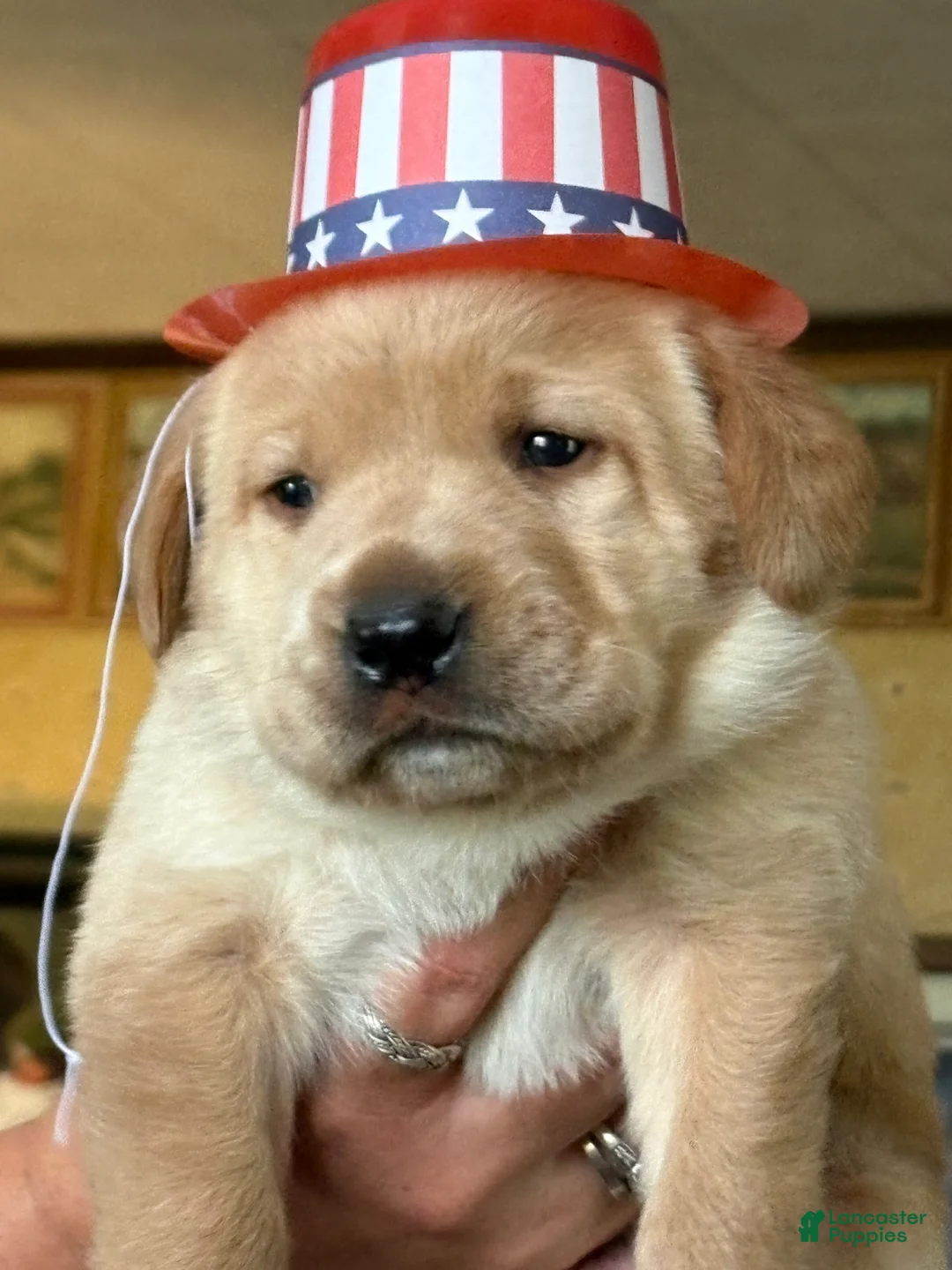 Labrador Retriever dogs for sale: Sammy - Ad 1