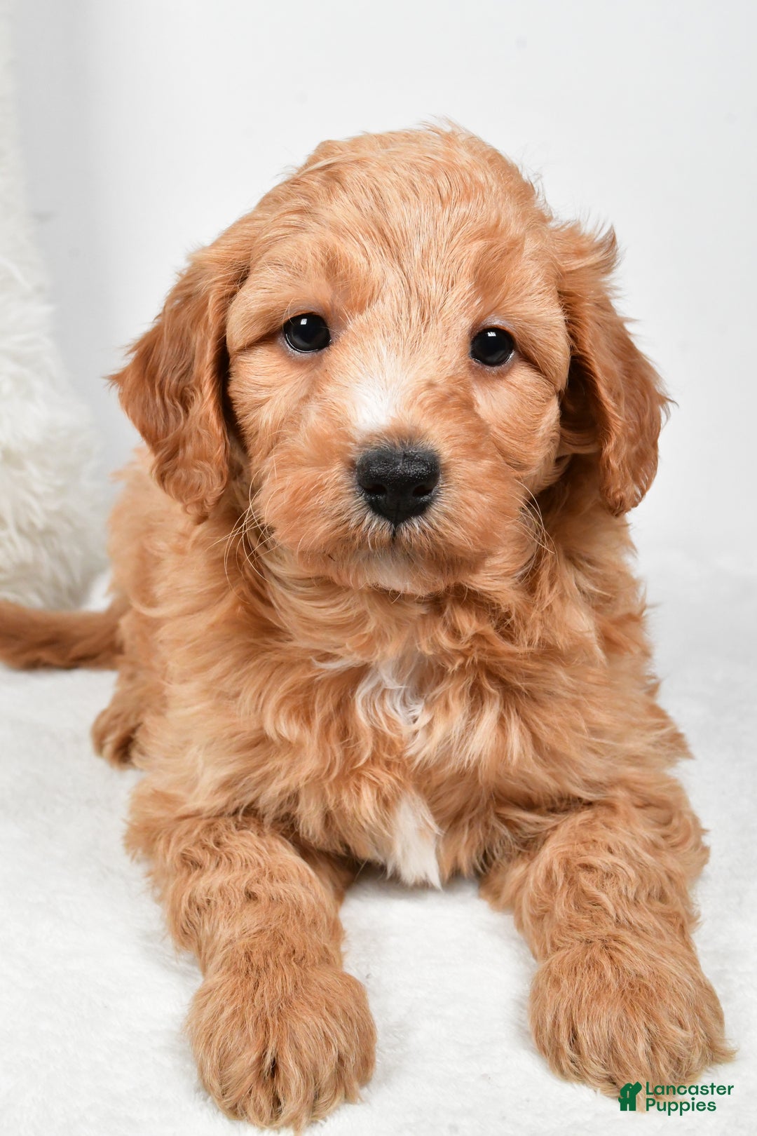 Mini Goldendoodle dogs for sale: Dusty - Ad 3