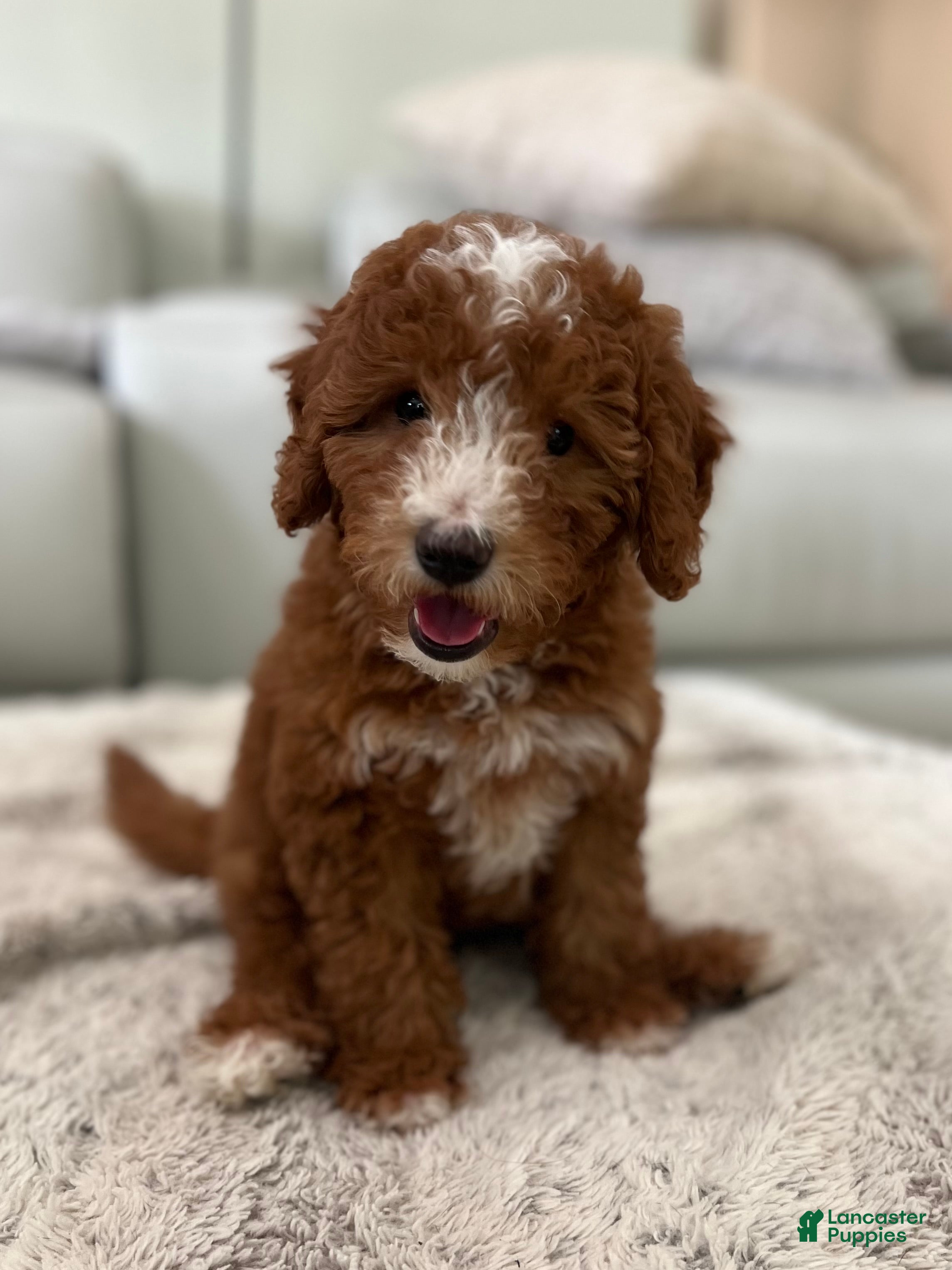 Mini Goldendoodle dogs Mini Goldendoodle Puppy 1 - Ad 1
