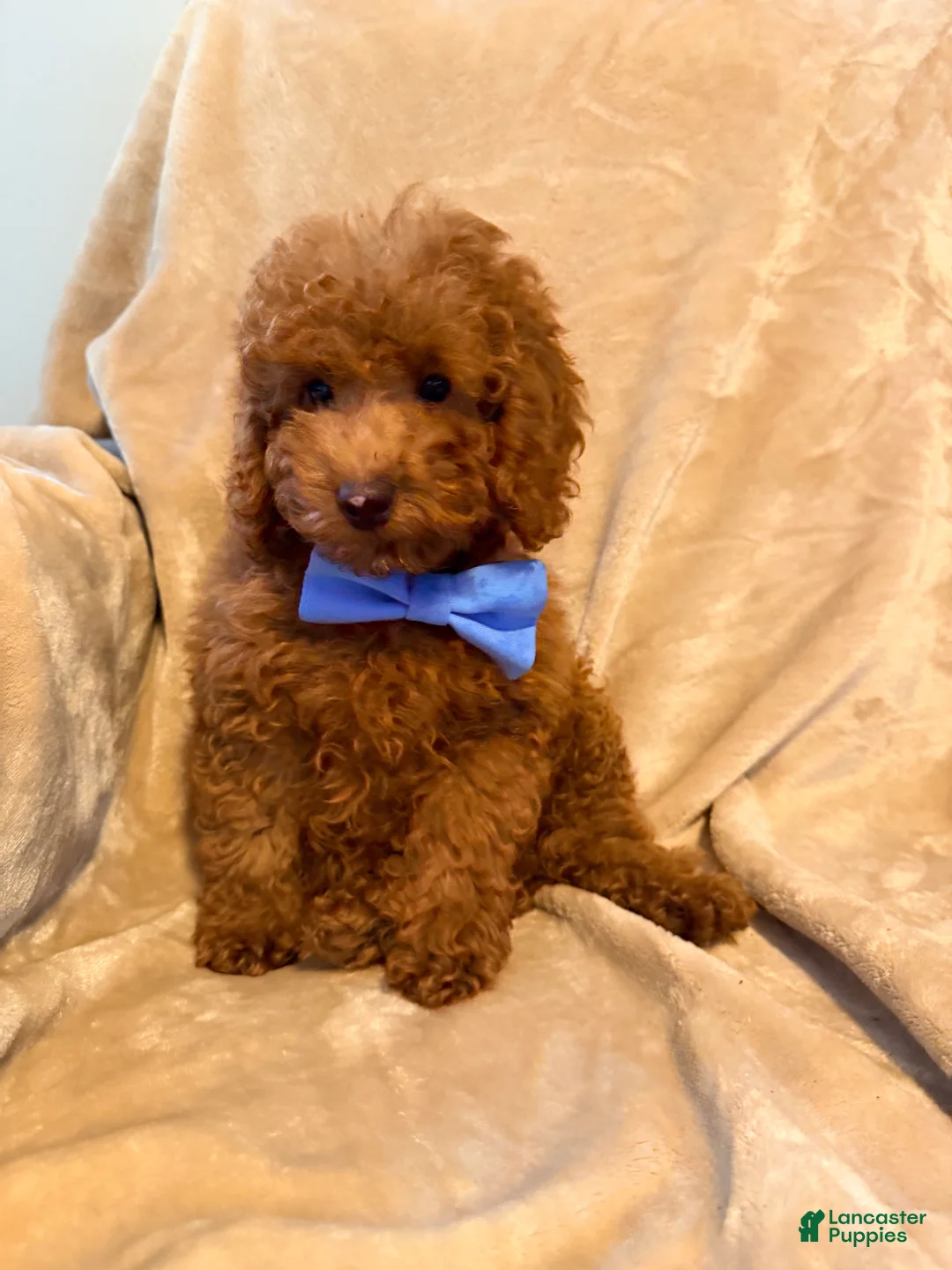 Toy Poodle dogs for sale: Gus - ACA Potty Trained Poodle  - Ad 1