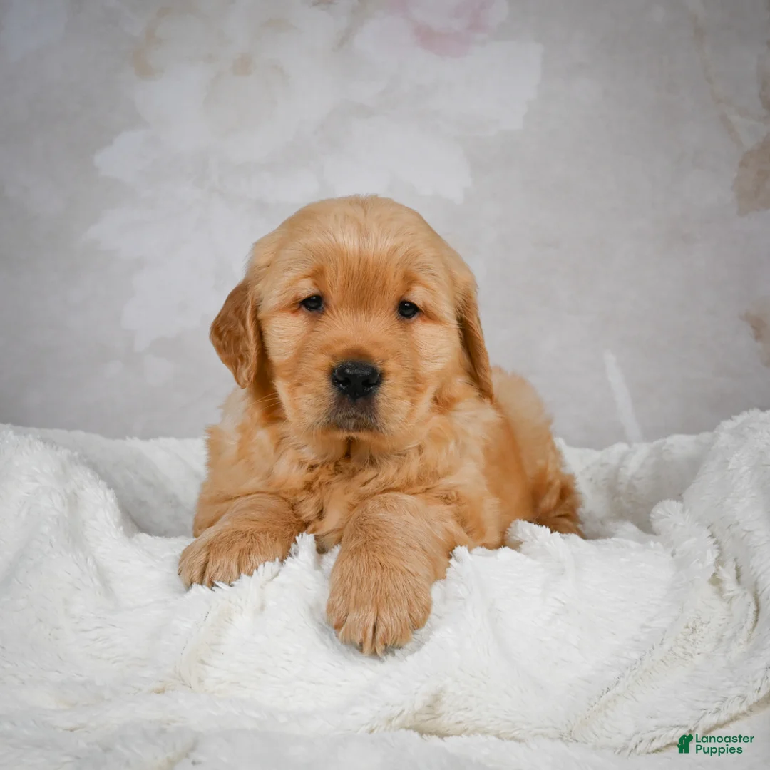 Golden Retriever dogs for sale: Romeo - Ad 10