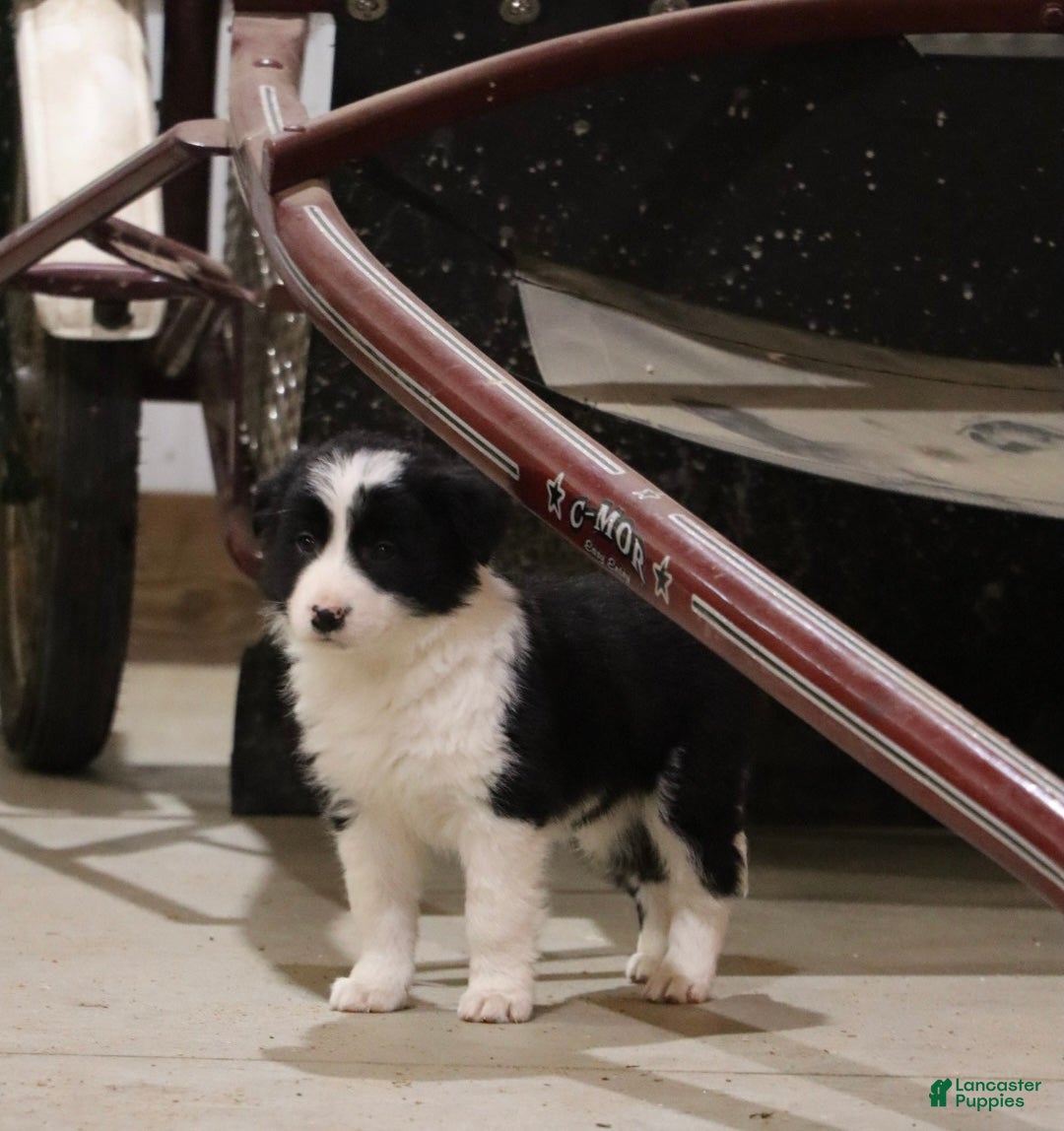 Border Collie dogs for sale: Border Collie Puppy 1 - Ad 5