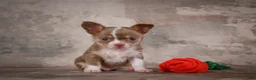 Chihuahua dogs for sale: Eli - Ad 10