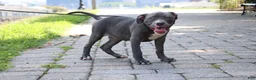 American Bully dogs for sale: Venus - Ad 10