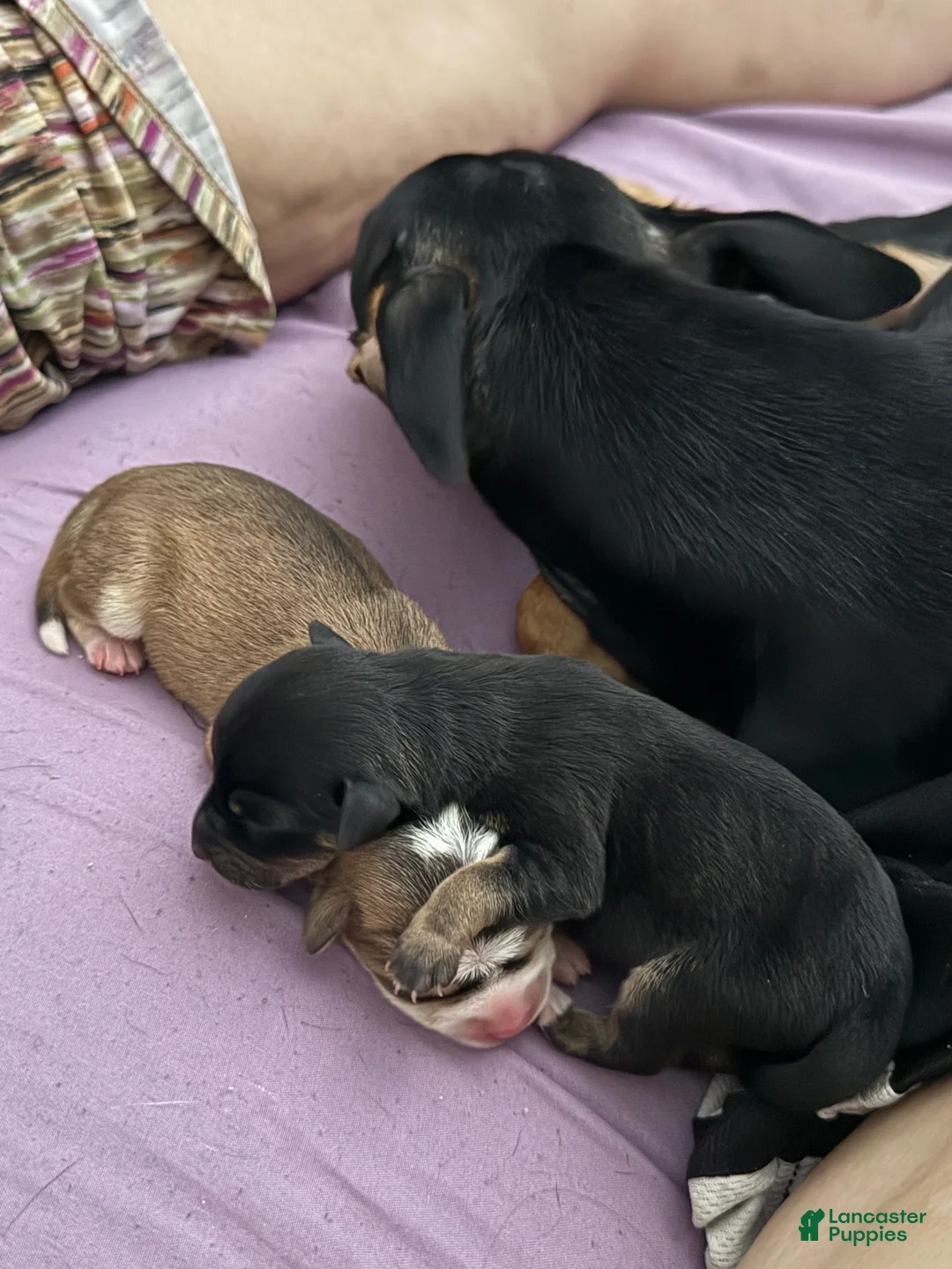 Mixed Breed dogs for sale: Mixed Breed Puppy 1 - Ad 2
