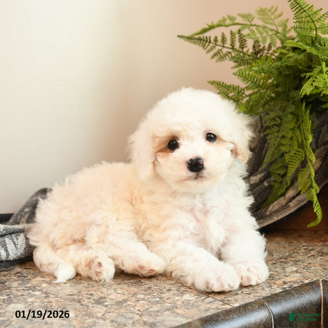Bichpoo dogs for sale: Cookie - Ad 1
