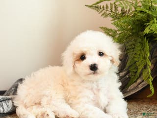 Bichpoo dogs Cookie - Ad 28