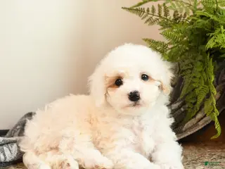 Bichpoo dogs Cookie - Ad 13