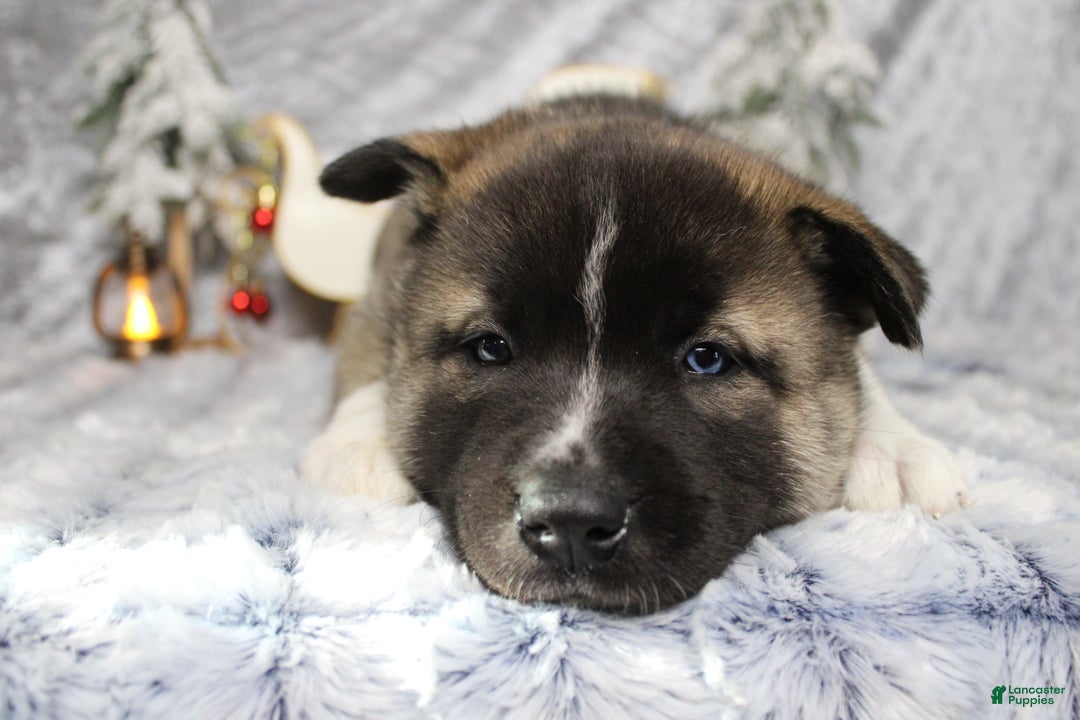 Pomsky dogs for sale: Rowan  - Ad 2