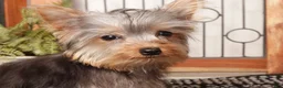 Yorkshire Terrier dogs for sale: Noah Loving Male Yorkie - Ad 3